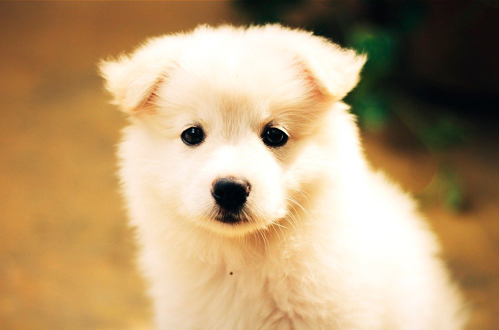 Por que cachorros de raça custam caro?