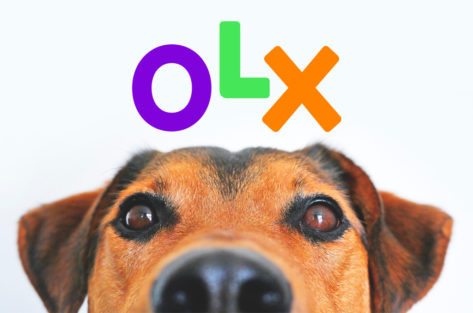 Não compre cães na OLX