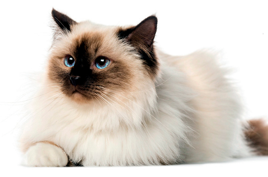 Sagrado da Birmânia