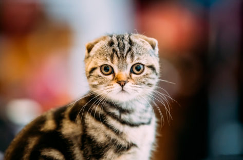 Scottish Fold