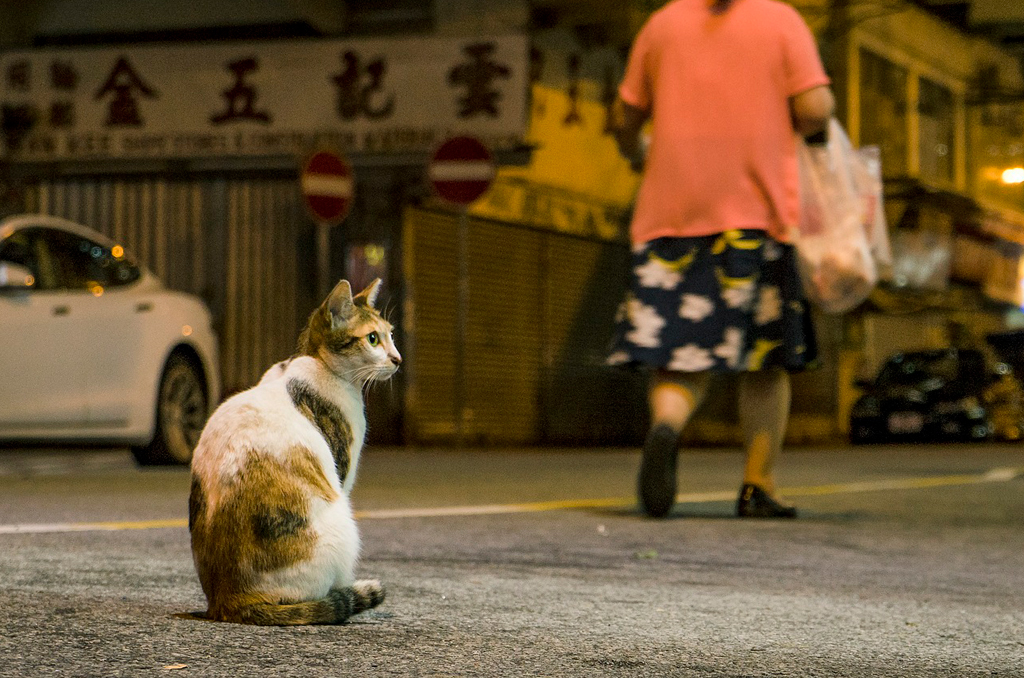 Gatos de rua podem ser domesticados?