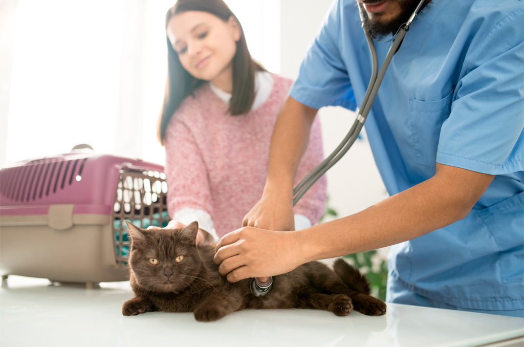 Cuidados com gatos diabéticos