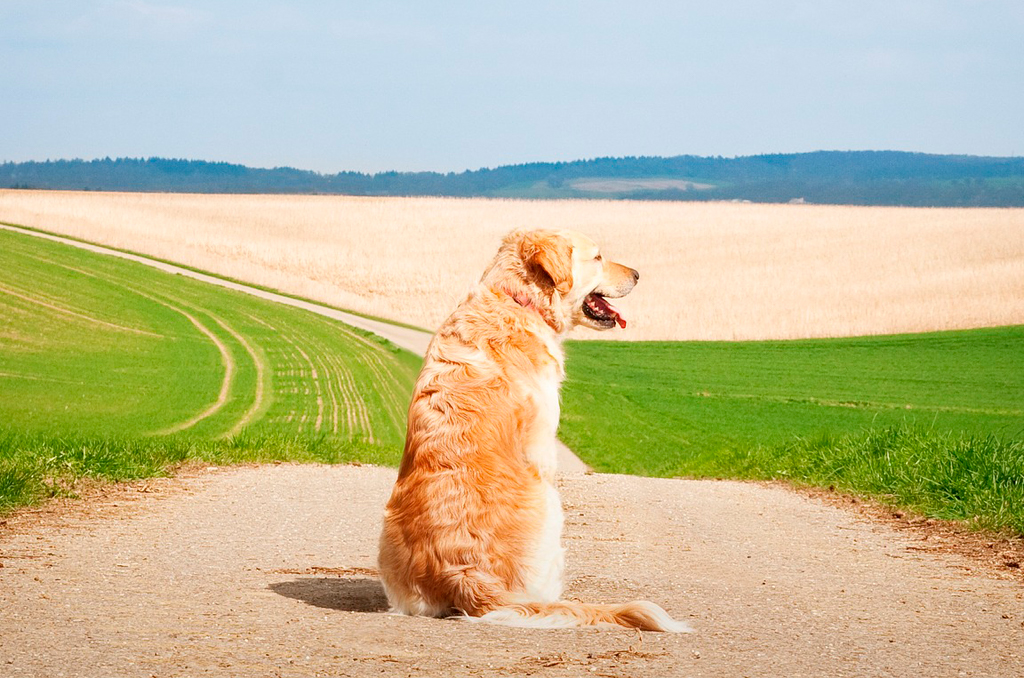 Como manter seu animal de estimação seguro no verão
