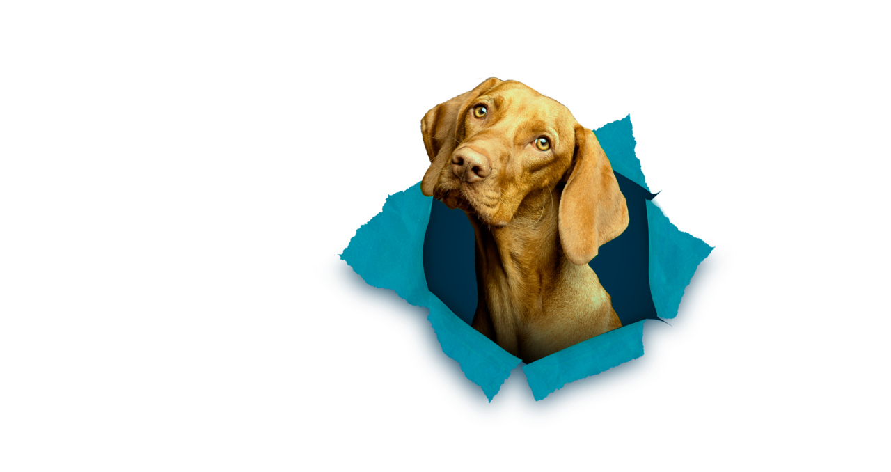 O Melhor Conteúdo Pet ao seu alcance